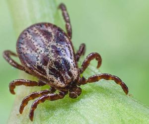 Zecken in Städten: Auch im Winter aktiv und gefährlich