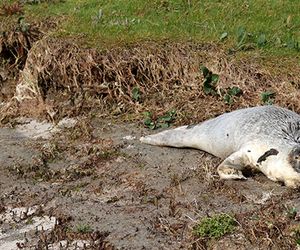 Todesserie reißt nicht ab: Erneut verendete Kegelrobben auf Rügen