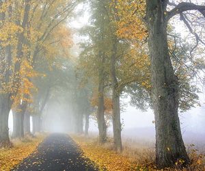 Wetter morgen am Freitag: Milder Novemberstart mit Nebel und Wolken