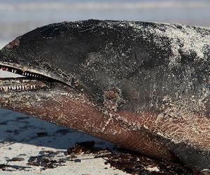 Ölpest im Schwarzen Meer: Immer mehr Delfine verenden