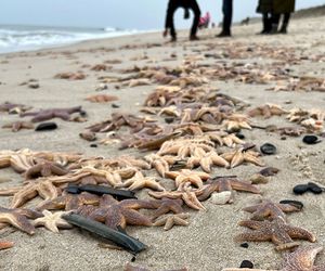 Sylt: Sturm spült große Mengen Seesterne an Strand