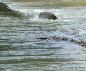 Krokodile angelockt: Hochwasser nach Rekord-Regen in Australien