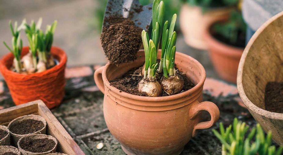 Fr krftige Blte: Was Blumenzwiebeln im Frhjahr jetzt brauchen |  wetter.com