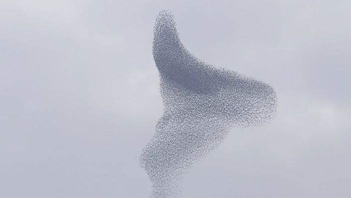 Spektakel der Stare: Vogelschwarm zaubert faszinierende Figuren an den Himmel | wetter.com