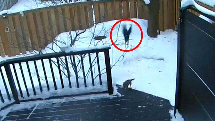 Raubvogel im Sturzflug: Falke hat es auf Hund abgesehen | wetter.com