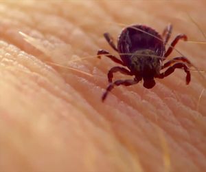 FSME-Risikogebiete im Frühling 2026 - so schützt du dich vor Zecken