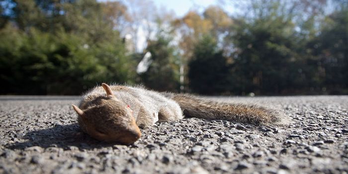 Deutschland zu trocken: Eichhörnchen fallen von Ästen - Klimawandel schwächt Tiere