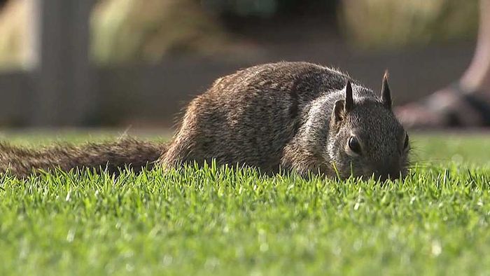Eichhörnchen erobern Park in Santa Monica – Behörden warnen vor frechen Nagern | wetter.com