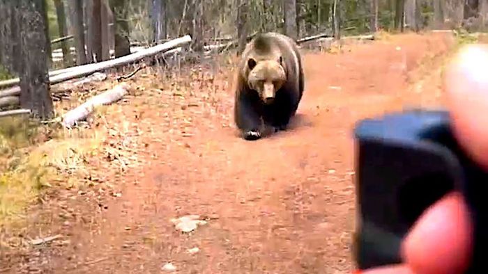 Bange zehn Minuten: Grizzly jagt Wanderer | wetter.com