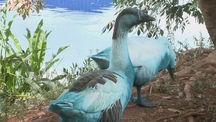 Blaue Enten und Gänse: Farbstoff verunreinigt Fluss in Brasilien | wetter.com