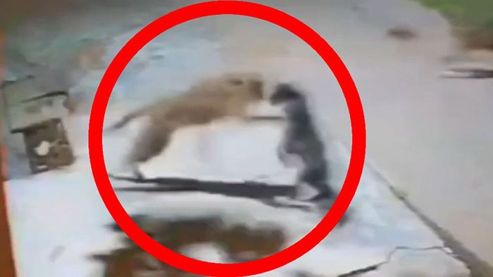 Leopard hat es auf Hund abgesehen - doch dann kommt das Rudel | wetter.com