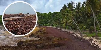 Braune Flut statt blaues Meer: Tonnen Algen verpesten Karibikstrände