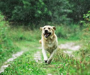 Wetter 16 Tage: Viel Regen! Hundstage fallen anfangs ins Wasser