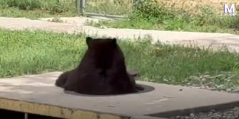 Tierischer Kanalarbeiter: Bär klettert aus Gully