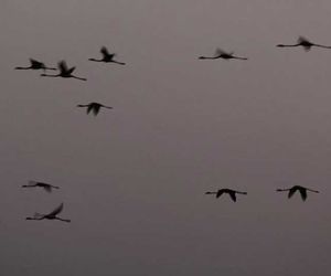 Der Weg der Flamingos: Wissenschaftler sehen Bedrohung durch extreme Dürren
