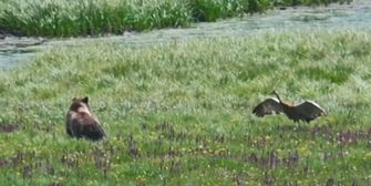 Mit falschem Vogel angelegt: Kranich jagt Bär durch Nationalpark
