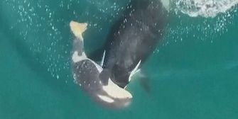 Orca-Tragödie: Weibchen will verzweifelt totes Kalb retten