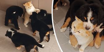 Achtung Schmuseattacke: Verspielte Welpen überraschen ahnungslose Katze