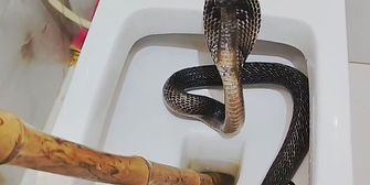 Schlangenalarm im Bad: Kobra versteckt sich in der Toilette