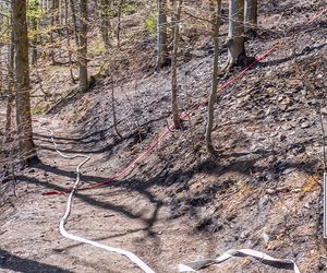 Fast 300 Waldbrände in Brandenburg - Wetter minderte das Risiko