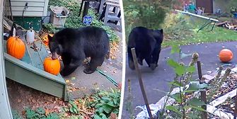 Halloween-Raubzug: Tollpatschiger Bär scheitert beim Kürbis-Klau Halloween-Raubzug: Tollpatschiger Bär scheitert beim Kürbis-Klau