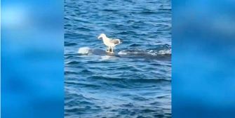 Wassertaxi: Möwe genießt Luxusfahrt auf Walhai-Rücken