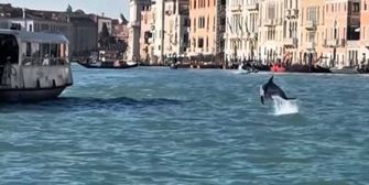 Delfin "Mimmo" begeistert Touristen in Venedig – Tierschützer in Sorge