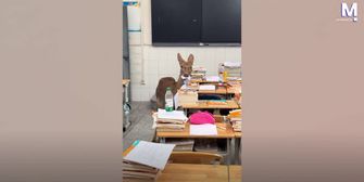 Tierisches Schulmaskottchen: Reh frisst die Prüfungsblätter im Klassenzimmer