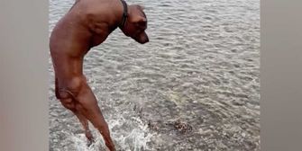 Vier Pfoten treffen acht Arme - und werden keine Freunde