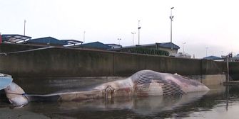 Wal verendet: Toter Koloss in spanischem Hafen