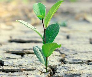 16-Tage-Wettertrend: Es wird zu warm und zu trocken