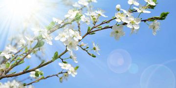 Es wird frühlingshaft mild am Freitag.