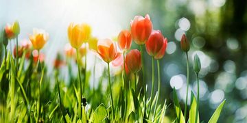 Wetter 16 Tage: Bleibt der Frühling? Blockade-Hoch spricht dafür