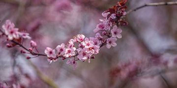 Frühlingsbeginn steht bevor: Meteorologe zeigt Wetter bis zum Wochenende