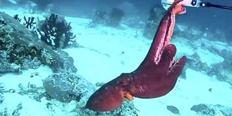 Kampf um Kamera: Taucher ringt mit Tintenfisch