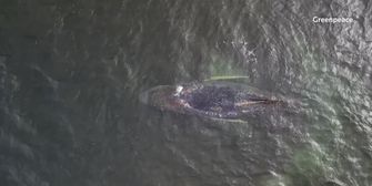 Lage für Buckelwal in Ostsee weiter angespannt