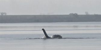 Ostsee-Wal vor Poel wieder aktiv - Rettungsversuch läuft