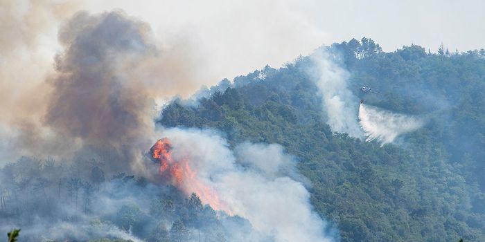 Waldbrand: was Sie wissen müssen — image 2