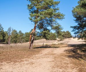 Waldbrandgefahr erhöht: Experten warnen vor ungewöhnlich trockener Lage in Deutschland