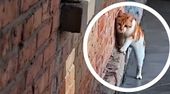 Missglückter Ausweichversuch: Katze tappt doch in frischen Beton