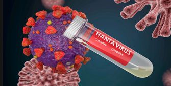 Hantavirus: Alle Details zu Übertragung, Symptomen und Risiken