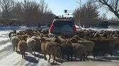 Kuriose Verkehrsszene in China: Schafherde stoppt SUV