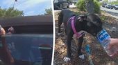 Hund aus heißem Auto gerettet: Besitzerin in Florida festgenommen