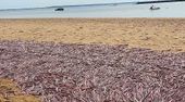 Massensterben: Tausende tote Tintenfische an US-Strand