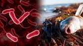 Immer wärmere Gewässer: Giftige Algen und gefährliche Bakterien breiten sich aus