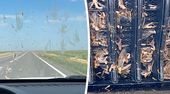 Insekten-Alarm: Auto versinkt in Heuschreckenschwarm