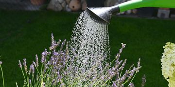 Gartenbesitzer:innen sollten im Sommer bei heißem Wetter einige Tipps berücksichtigen.