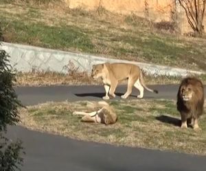 Nach Hitzewelle: Drei Löwen sterben in Zoo