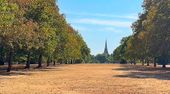 Gelb und Braun im Hyde Park: Dürre lässt Londons Parks vertrocknen