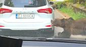 Biss in Stoßstange: Bär in Rumänien reißt Autoteil von Wagen